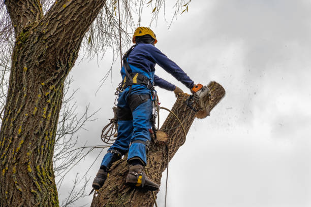 Best Tree Trimming and Pruning  in Concordia, KS